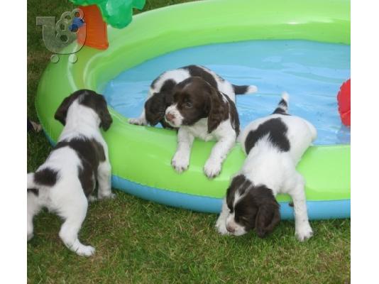 PoulaTo: Springer Spaniel κουτάβια